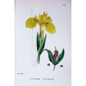  Yellow Water Iris Botany Plants C1902 Colour Flowers: Home 