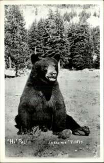 Black Bear Real Photo Postcard  