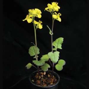 Brassica rapa (Wisconsin Fast Plants(r)), Petite Seed, Pack of 200 