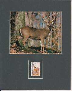 Deer BUCK Photo Print White Tailed Deer Postal Stamp  