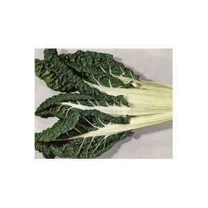  Todds Seeds   Swiss Chard   Fordhook Swiss Chard Seed 