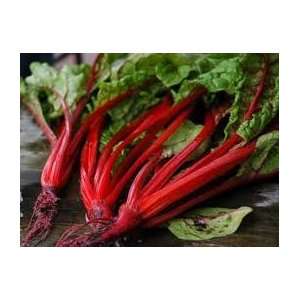  Todds Seeds   Swiss Chard   Ruby Red Swiss Chard Seed 