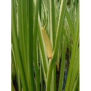  250 SWEET FLAG WETLAND POND GRASS Acorus Calamus 