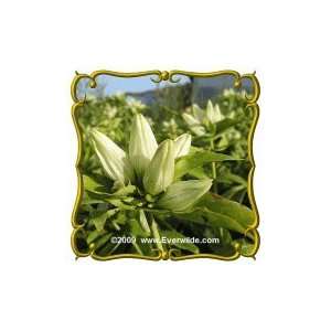   Lb   Cream Gentian   Bulk Wildflower Seeds Patio, Lawn & Garden