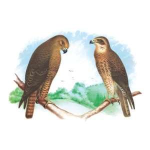  Hen Hawk and Swainsons Hawk 24X36 Canvas Giclee