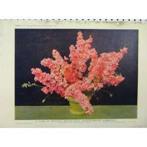  1911 Vase Suttons Rosy Scarlet Lapkspur Flowers Print 