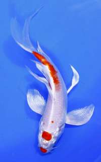 HARIWAKE Butterfly Fin Live Koi fish pond garden NDK  