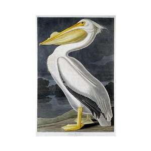  American White Pelican by John Woodhouse Audubon . Art 