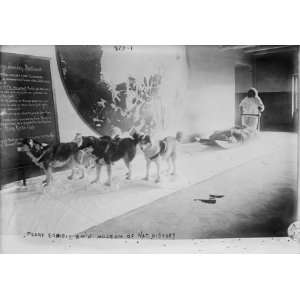 early 1900s photo Peary Exhibit of dogs and sled, American 