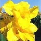 Canna Lily Bulbs   Richard Wallace   6 Bright Yellow Canna Lily Bulb 