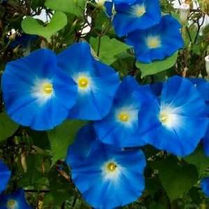  Morning Glory Seeds Heavenly Blue 1.5g Patio, Lawn 