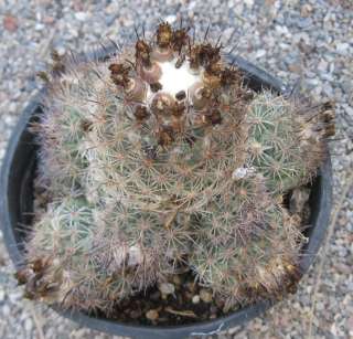Coryphantha durangensis White Fur Top Extra Large Clumping Cactus 26 