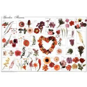   Garden Flowers Educational Science Chart Poster