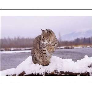  BOBCAT   in snow, lake behind, sitting with one paw raised 