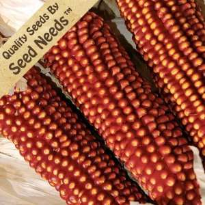 : 50 Seeds, Ornamental Corn Bloody Butcher (Zea mays) Seeds By Seed 