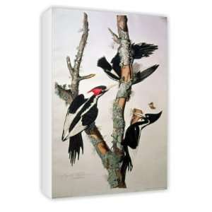  Ivory billed Woodpecker, from Birds of   Canvas 
