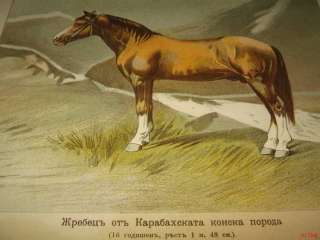 Antique Litho Lithograph Print Karabakh Horse Stallion  