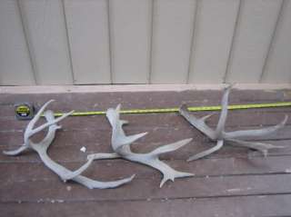  sheds..Mule Deer..COLLECTORS L@@K.. whitetail elk moose rack antlers
