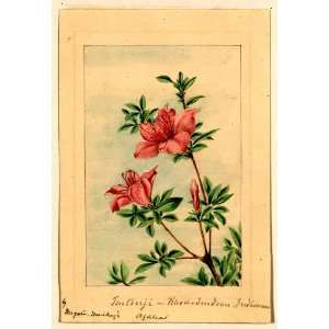  Japanese Print . Tsutsuji rhododendron Judicum   azalea 