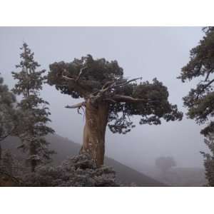 Conifer Trees in Mist at Ebbetts Pass in Stanislaus National Forest 