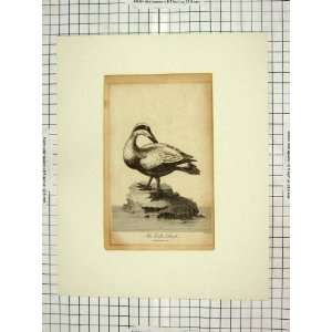 1800 Antique Engraving Eider Duck Bird Nature 
