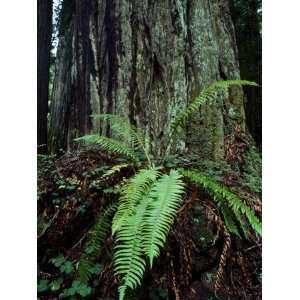  Giant Redwood Tree Trunk (Sequoia Sempervirens) and Fern 