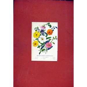  Helianthemum Flower Hand Colored Antique Print C1831