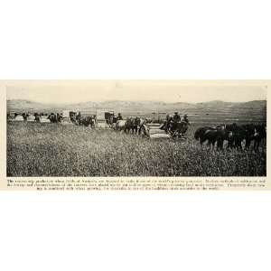  1927 Print Australia Wheat Field Granary Cultivation 