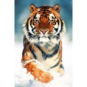  / ENCAPSULATED Amazing Animals Wildlife Nature Bengal Tiger Snow 
