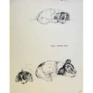Just Pups By K F Barker Pencil Sketch Dog Drawing Print