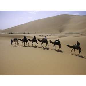  Camels in Caravan Walking in Desert, Morocco Premium 