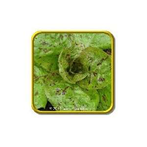  1/4 Lb   Romaine Lettuce Seeds   Freckles Bulk Vegetable 