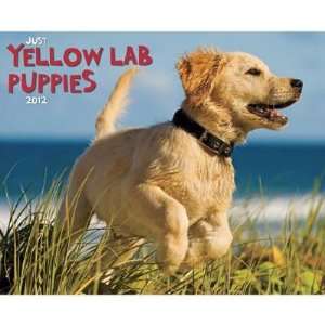    Just Yellow Lab Puppies 2012 Wall Calendar: Office Products