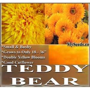   BEAR Sunflower Seeds   SMALL BUSHY ~ FUN & Easy to Grow GREAT 4 KIDS