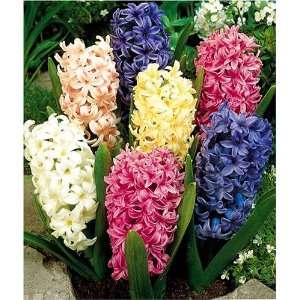  12 Mixed Hyacinth Bulbs with 12 Free Mini Mixed Narcissi Bulbs 