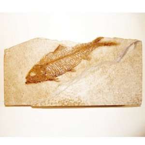  Green River Fm. Fossil Fish   Knightia G325 Kitchen 