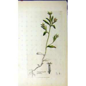  Campanula Hybrida 1795 Botanical Print Sowerby Plant
