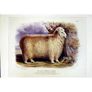  C1990 Mammals Lincoln Longwool Sheep Ovis Aries Colour 