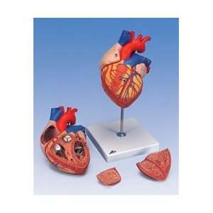  Heart Model 2 Time Life Size 4 Part Health & Personal 