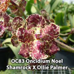 10 Pack Oncidium Orchid Plant SEEDLING  