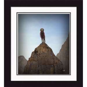  Gallery Quality Rocky, The King Of The Hill Framed Print 