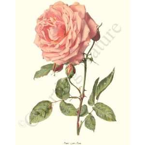  Botanical Pink Rose Print: Rose Lyon: Kitchen & Dining