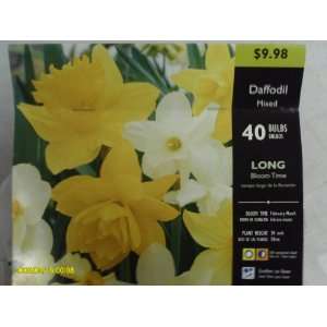  Daffodil, Mixed Patio, Lawn & Garden