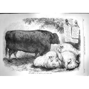    1867 Prize Animals Smithfield Club Cattle Show Pigs