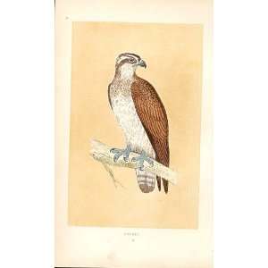  Osprey British Birds 1St Ed Morris 1851