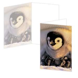  ECOeverywhere Penguin Chick Boxed Card Set, 12 Cards and 