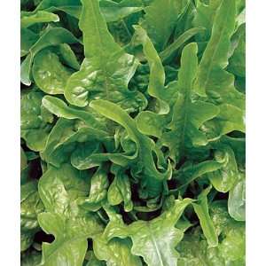  Lettuce, Royal Oak Leaf 1 Pkt. (750 seeds) Patio, Lawn 