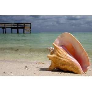 Conch on Beach   Peel and Stick Wall Decal by Wallmonkeys 