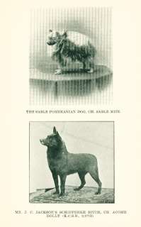 ANTIQUE Dog Book 1912 Illustrated All Breed PRIZE DOGS  
