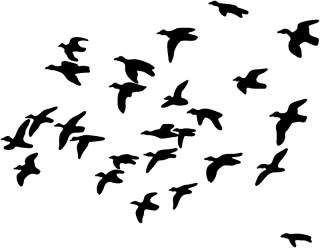Duck Decal ST #3 Wildlife Outdoors Hunting 6 Bird  